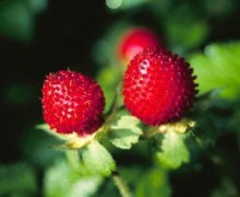 蛇莓的功效与作用，蛇莓的功效与作用 15大作用不看后悔!