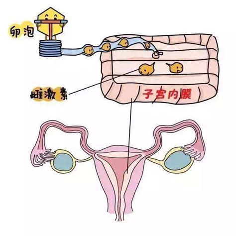 子宫内膜6mm意味着什么，子宫内膜厚度6