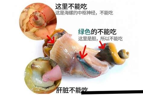 海螺怎么吃哪些部位不能