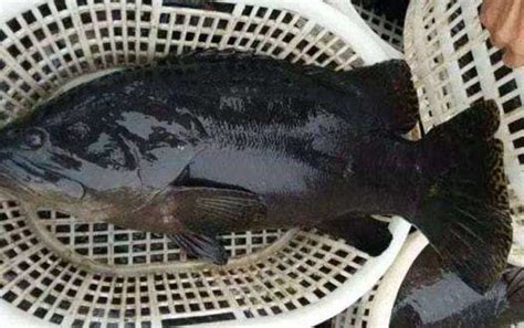 石斑鱼多少钱一斤市场价2023，养殖的30元／野生100-1000不等